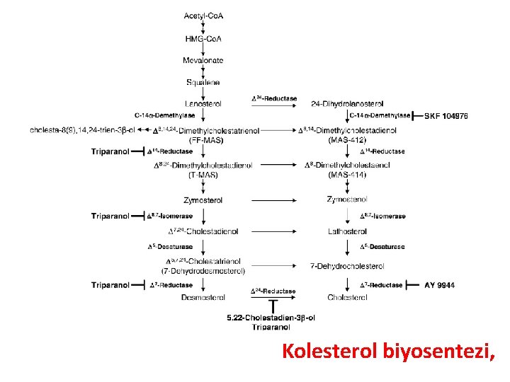 Kolesterol biyosentezi, 