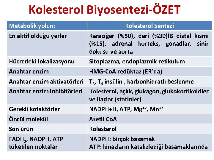 Kolesterol Biyosentezi-ÖZET Metabolik yolun; Kolesterol Sentezi En aktif olduğu yerler Karaciğer (%50), deri (%30)İB