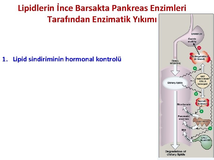 Lipidlerin İnce Barsakta Pankreas Enzimleri Tarafından Enzimatik Yıkımı 1. Lipid sindiriminin hormonal kontrolü 