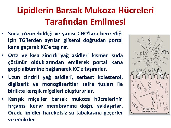 Lipidlerin Barsak Mukoza Hücreleri Tarafından Emilmesi • Suda çözünebildiği ve yapısı CHO’lara benzediği için