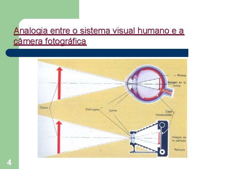 Analogia entre o sistema visual humano e a câmera fotográfica 4 