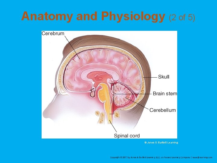 Anatomy and Physiology (2 of 5) © Jones & Bartlett Learning. 