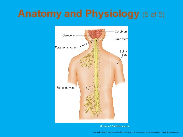 Anatomy and Physiology (5 of 5) © Jones & Bartlett Learning. 