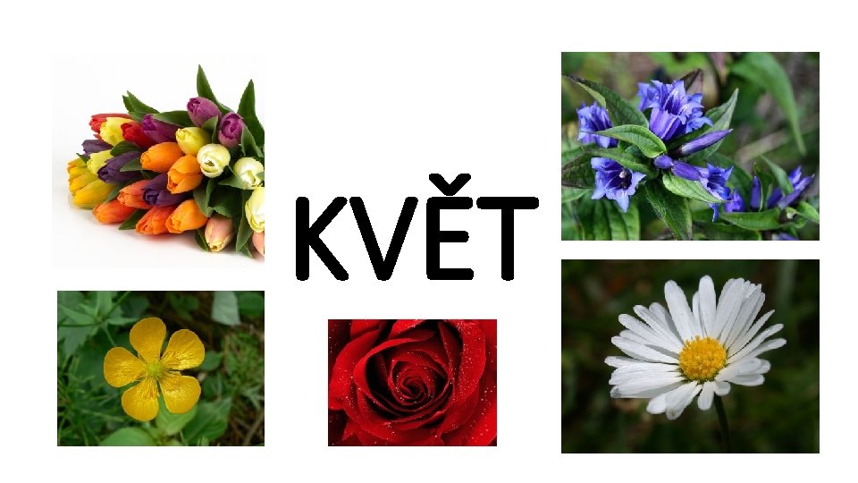 KVĚT 