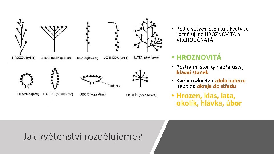  • Podle větvení stonku s květy se rozdělují na HROZNOVITÁ a VRCHOLIČNATÁ •