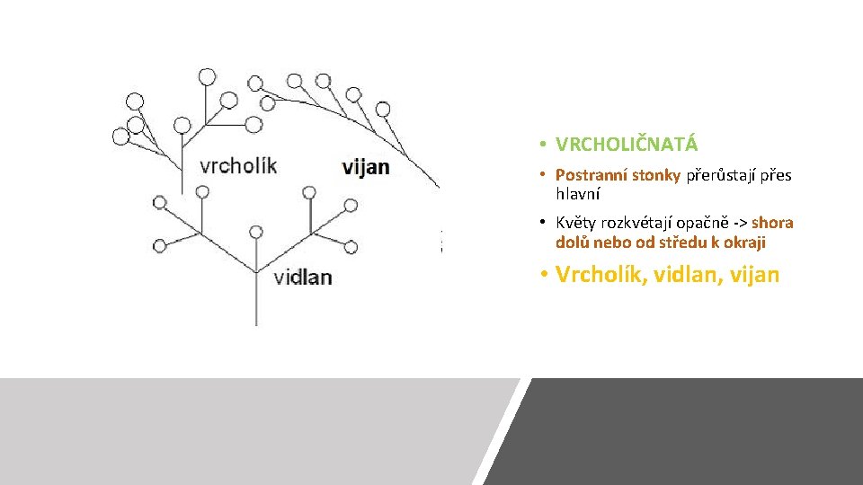  • VRCHOLIČNATÁ • Postranní stonky přerůstají přes hlavní • Květy rozkvétají opačně ->