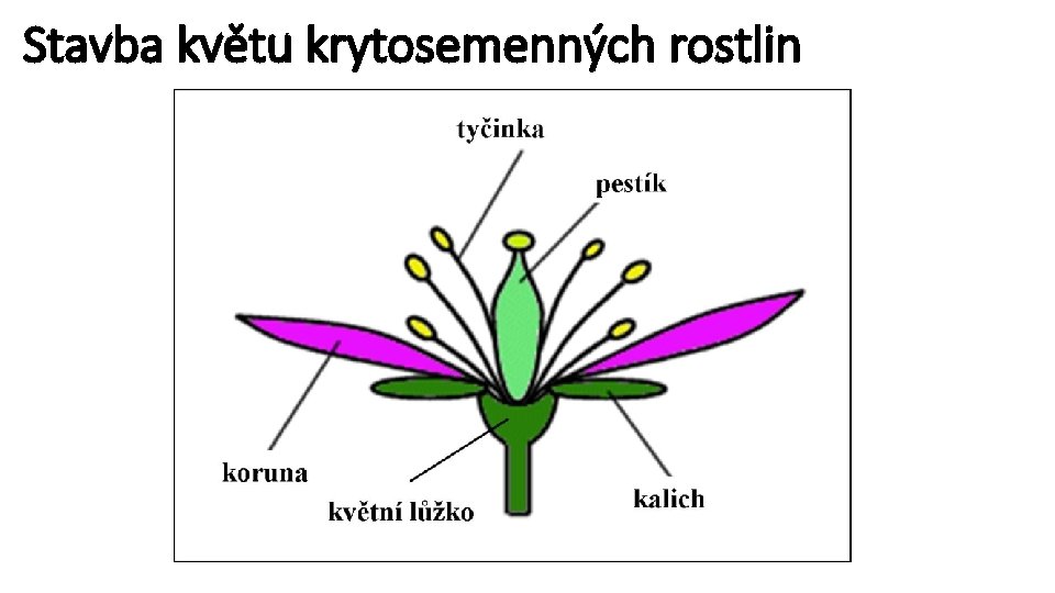 Stavba květu krytosemenných rostlin 