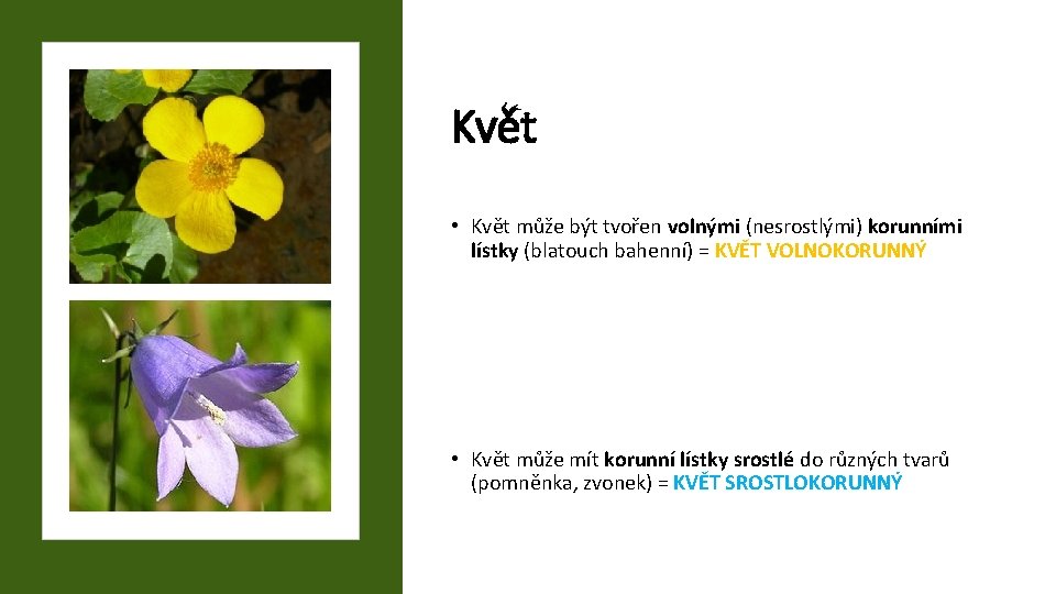 Květ • Květ může být tvořen volnými (nesrostlými) korunními lístky (blatouch bahenní) = KVĚT