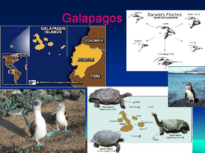 Galapagos 