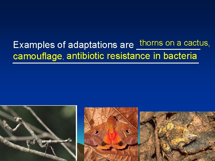 thorns on a cactus, Examples of adaptations are ______ camouflage, antibiotic resistance in bacteria