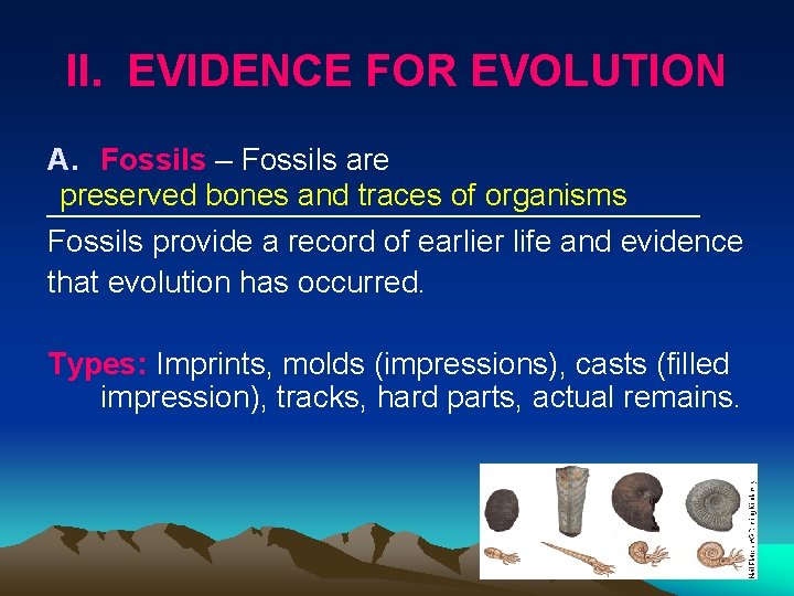 II. EVIDENCE FOR EVOLUTION A. Fossils – Fossils are preserved bones and traces of