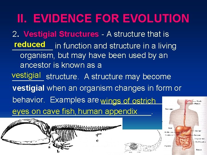 II. EVIDENCE FOR EVOLUTION 2. Vestigial Structures A structure that is reduced in function