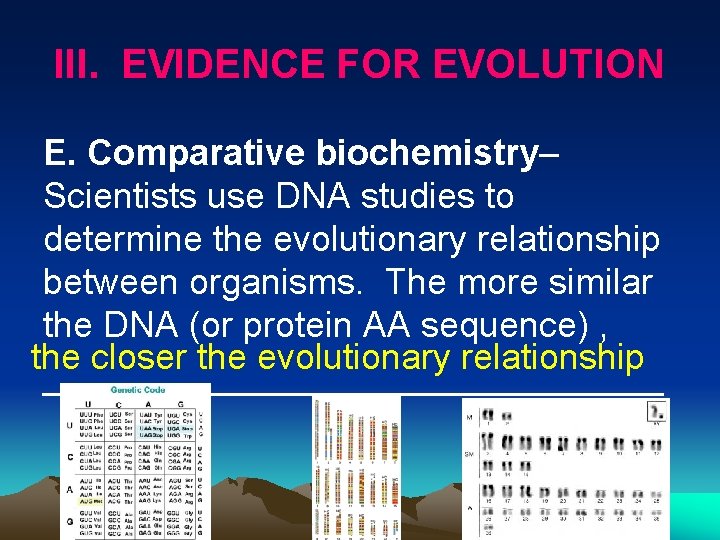 III. EVIDENCE FOR EVOLUTION E. Comparative biochemistry– Scientists use DNA studies to determine the