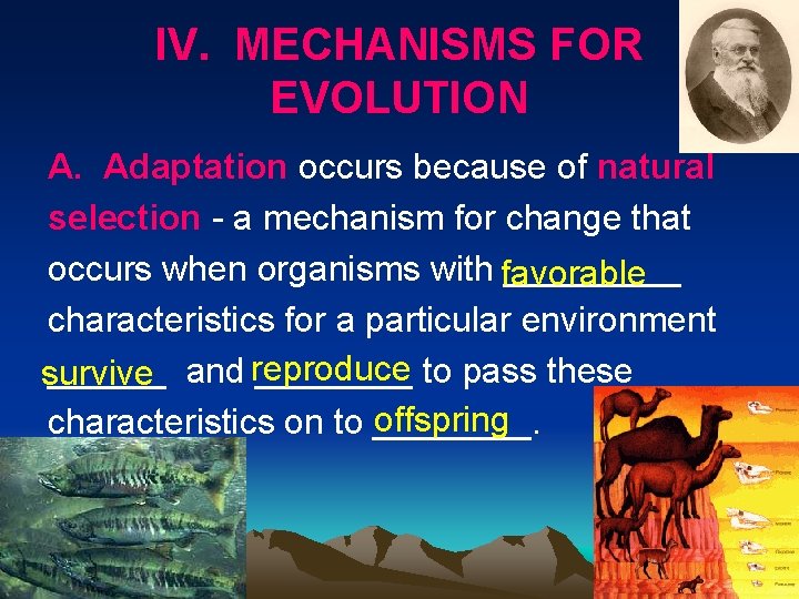 IV. MECHANISMS FOR EVOLUTION A. Adaptation occurs because of natural selection a mechanism for