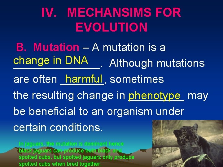 IV. MECHANSIMS FOR EVOLUTION B. Mutation – A mutation is a change in DNA