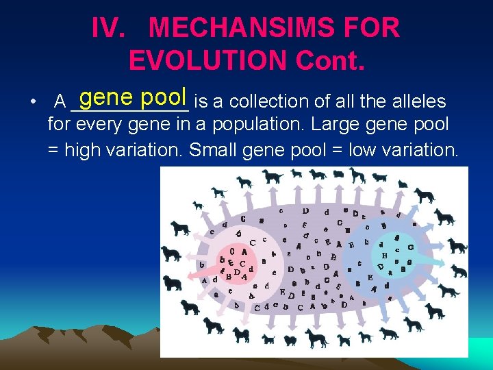 IV. MECHANSIMS FOR EVOLUTION Cont. gene pool is a collection of all the alleles