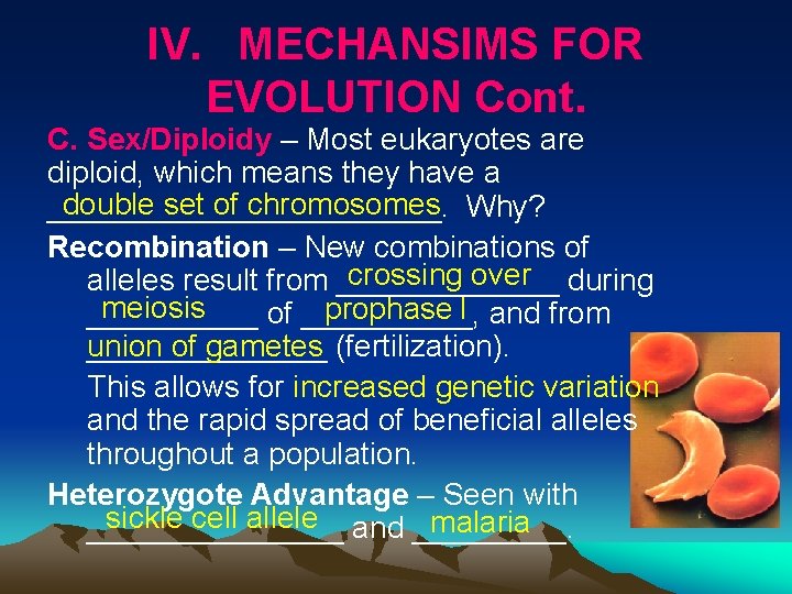 IV. MECHANSIMS FOR EVOLUTION Cont. C. Sex/Diploidy – Most eukaryotes are diploid, which means