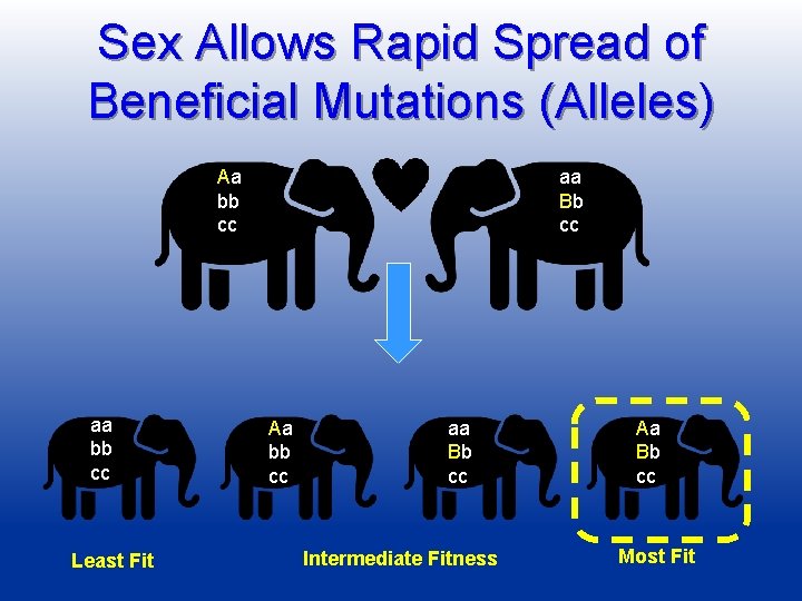 Sex Allows Rapid Spread of Beneficial Mutations (Alleles) Aa bb cc aa bb cc