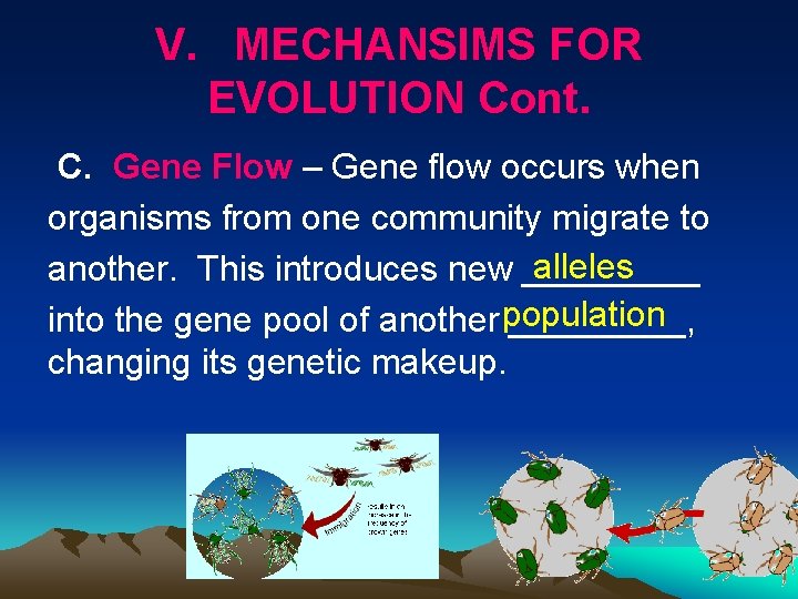 V. MECHANSIMS FOR EVOLUTION Cont. C. Gene Flow – Gene flow occurs when organisms