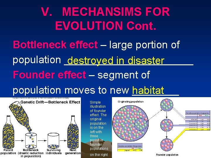 V. MECHANSIMS FOR EVOLUTION Cont. Bottleneck effect – large portion of population ___________ destroyed