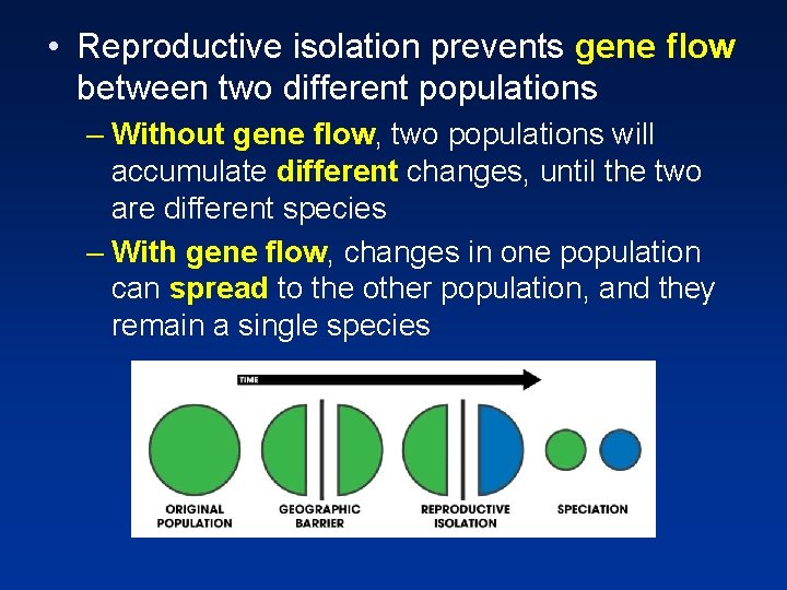  • Reproductive isolation prevents gene flow between two different populations – Without gene