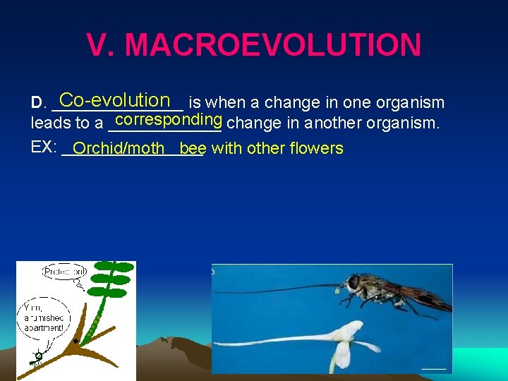 V. MACROEVOLUTION Co evolution is when a change in one organism D. _______ corresponding