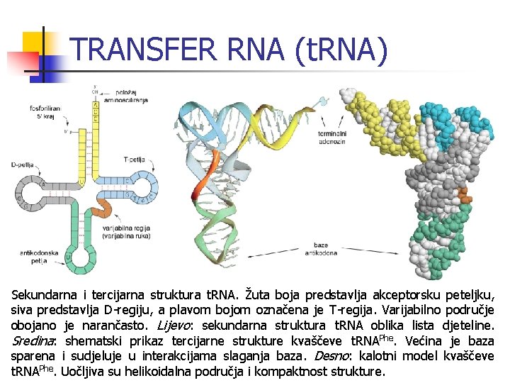 TRANSFER RNA (t. RNA) Sekundarna i tercijarna struktura t. RNA. Žuta boja predstavlja akceptorsku