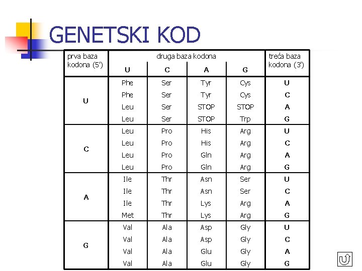 GENETSKI KOD prva baza kodona (5') U C A G druga baza kodona treća GENETSKI KOD prva baza kodona (5') U C A G druga baza kodona treća