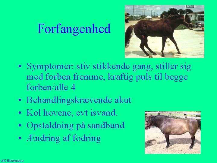 Forfangenhed • Symptomer: stiv stikkende gang, stiller sig med forben fremme, kraftig puls til