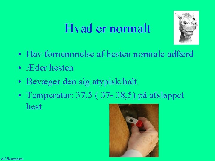 Hvad er normalt • • AK Hestepraksis Hav fornemmelse af hesten normale adfærd Æder