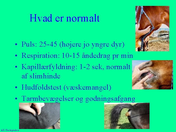 Hvad er normalt • Puls: 25 -45 (højere jo yngre dyr) • Respiration: 10