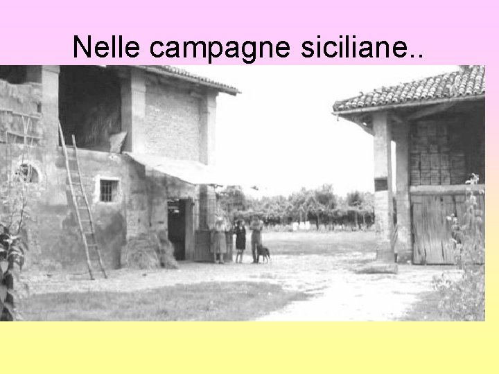 Nelle campagne siciliane. . 