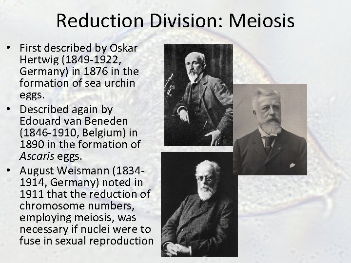 Reduction Division: Meiosis • First described by Oskar Hertwig (1849 -1922, Germany) in 1876 Reduction Division: Meiosis • First described by Oskar Hertwig (1849 -1922, Germany) in 1876