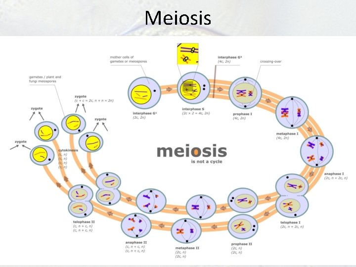 Meiosis Meiosis