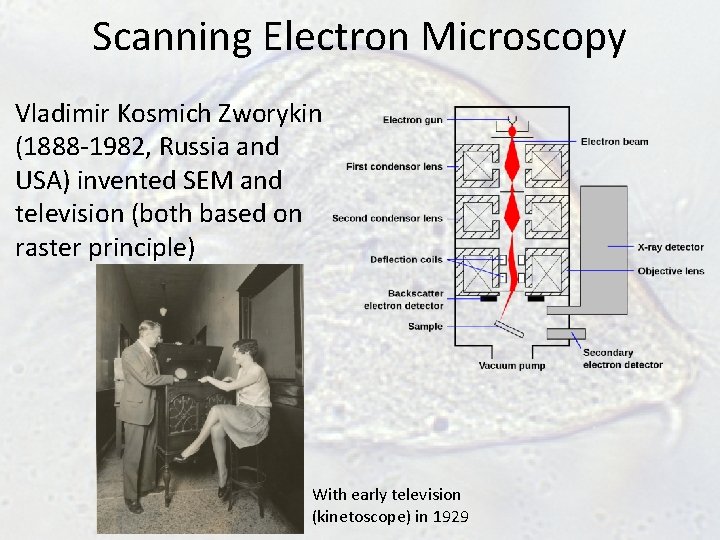 Scanning Electron Microscopy Vladimir Kosmich Zworykin (1888 -1982, Russia and USA) invented SEM and Scanning Electron Microscopy Vladimir Kosmich Zworykin (1888 -1982, Russia and USA) invented SEM and