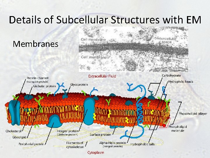 Details of Subcellular Structures with EM Membranes Details of Subcellular Structures with EM Membranes