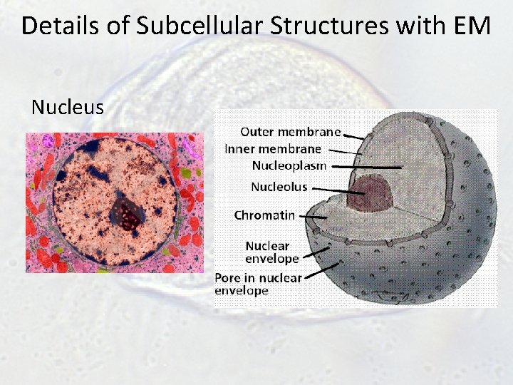 Details of Subcellular Structures with EM Nucleus Details of Subcellular Structures with EM Nucleus