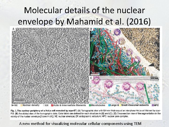 Molecular details of the nuclear envelope by Mahamid et al. (2016) A new method Molecular details of the nuclear envelope by Mahamid et al. (2016) A new method
