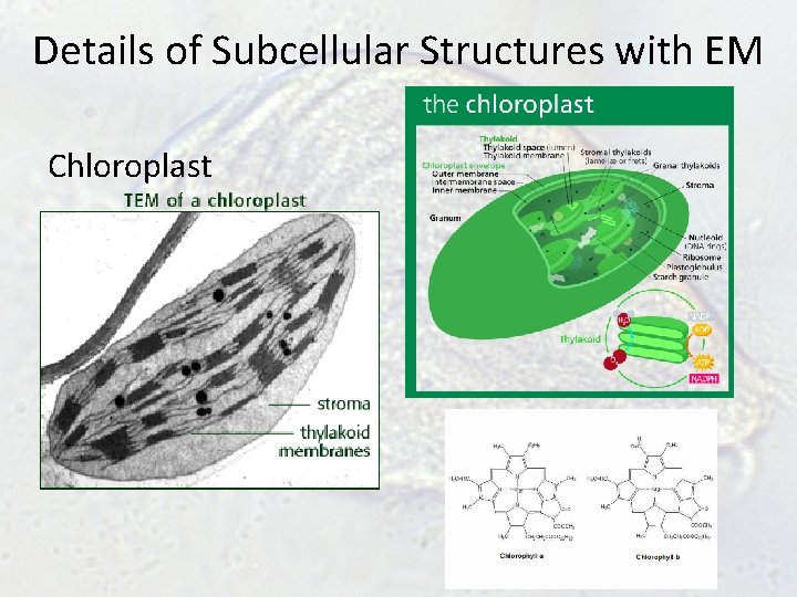 Details of Subcellular Structures with EM Chloroplast Details of Subcellular Structures with EM Chloroplast