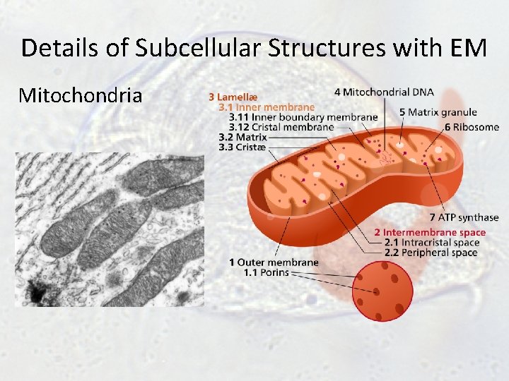 Details of Subcellular Structures with EM Mitochondria Details of Subcellular Structures with EM Mitochondria