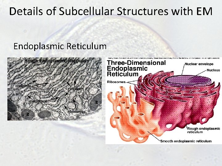 Details of Subcellular Structures with EM Endoplasmic Reticulum Details of Subcellular Structures with EM Endoplasmic Reticulum