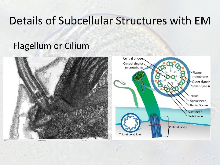 Details of Subcellular Structures with EM Flagellum or Cilium Details of Subcellular Structures with EM Flagellum or Cilium