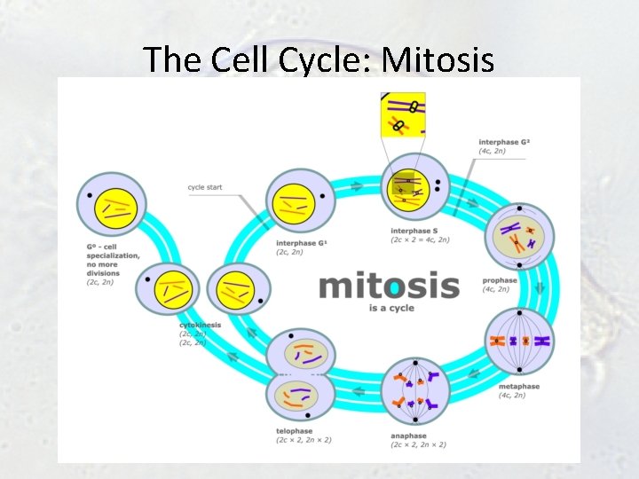 The Cell Cycle: Mitosis The Cell Cycle: Mitosis