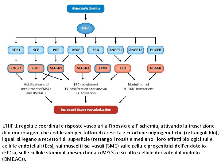 L’HIF-1 regola e coordina le risposte vascolari all’ipossia e all’ischemia, attivando la trascrizione di