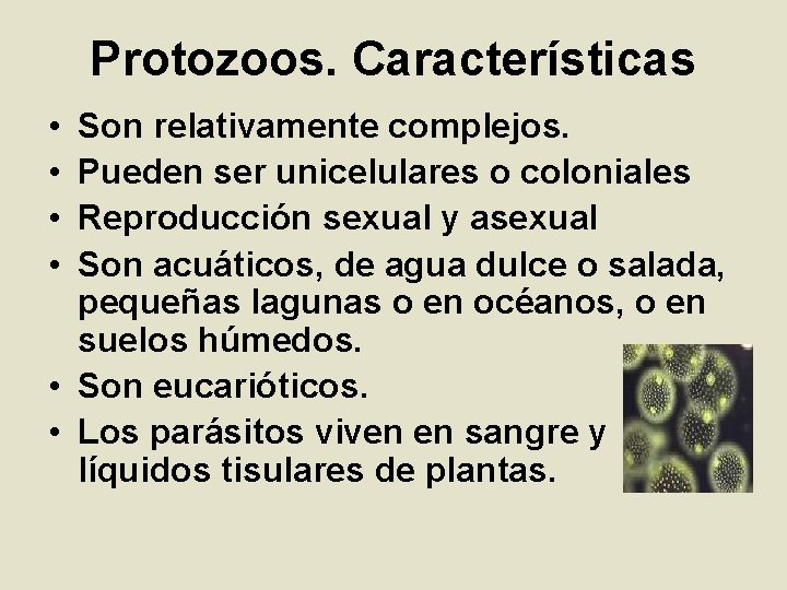 Protozoos. Características • • Son relativamente complejos. Pueden ser unicelulares o coloniales Reproducción sexual