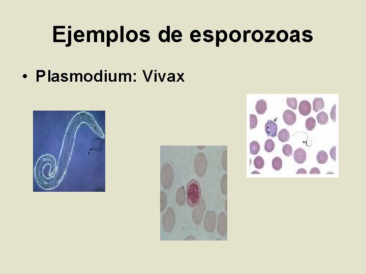 Ejemplos de esporozoas • Plasmodium: Vivax 