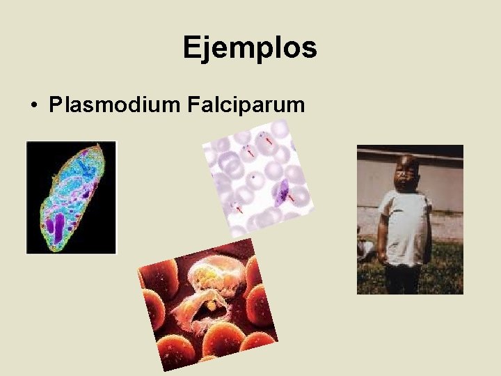 Ejemplos • Plasmodium Falciparum 