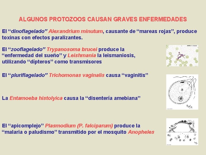 ALGUNOS PROTOZOOS CAUSAN GRAVES ENFERMEDADES El “dinoflagelado” Alexandrium minutum, causante de “mareas rojas”, produce