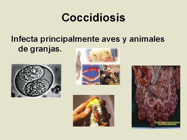 Coccidiosis Infecta principalmente aves y animales de granjas. 