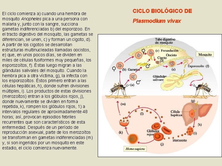 El ciclo comienza a) cuando una hembra de mosquito Anopheles pica a una persona